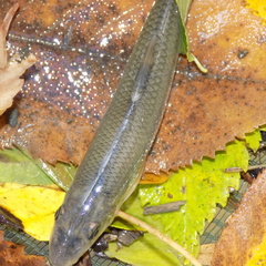 Phenacobius mirabilis