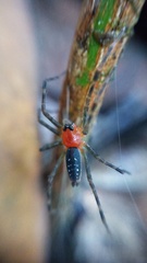 Aglaoctenus castaneus