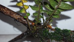 Pleopeltis polypodioides