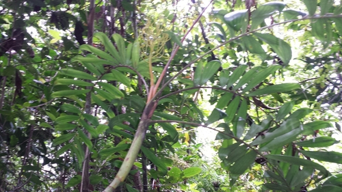Dypsis confusa