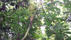 Dypsis confusa