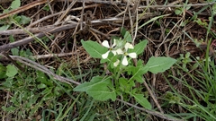 Eruca vesicaria