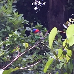 Tangara cyanocephala