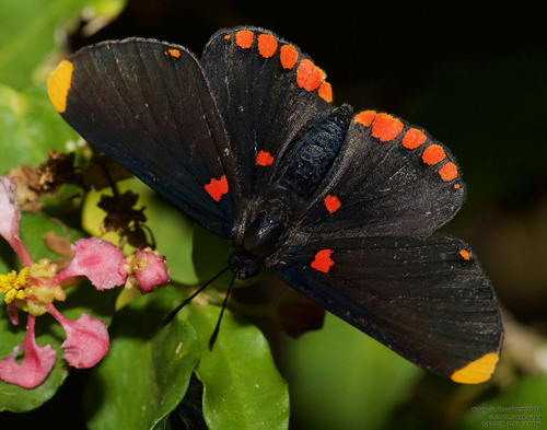 Red-bordered Pixie photo 6