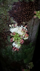 Plagioscyphus cauliflorus