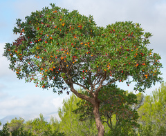 Arbutus unedo