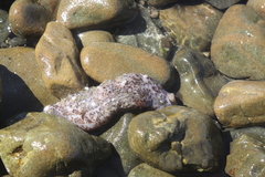 Australostichopus mollis