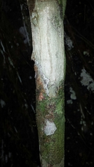 Coffea millotii