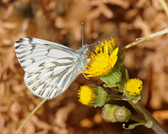 Pontia sisymbrii