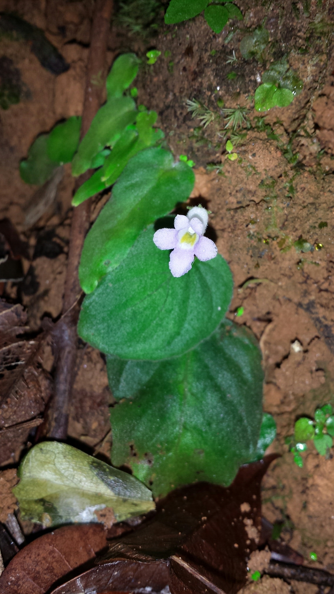 Streptocarpus brevistamineus