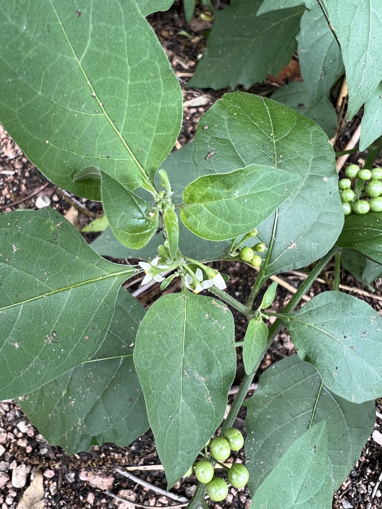 American black nightshade from Downtown, San Antonio, TX, US on April ...