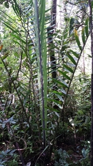 Dypsis