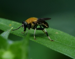 Pterallastes thoracicus