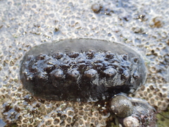 Cryptoconchus porosus