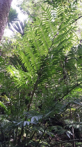 Angiopteris madagascariensis, photograph 2
