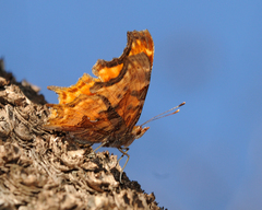 Polygonia satyrus