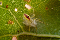 Theridion californicum