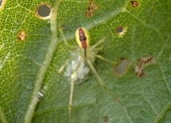 Theridion californicum