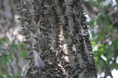 Ceiba schottii