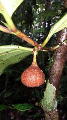 Pyrostria