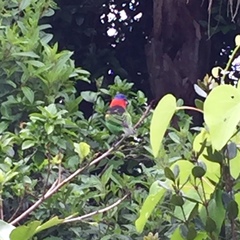 Tangara cyanocephala