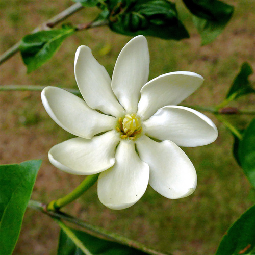 Gardenia tubifera