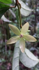 Calyptranthera