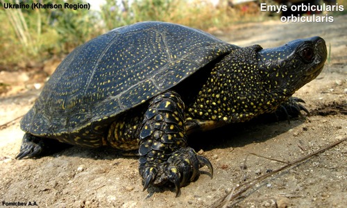 European Pond Turtle