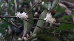 Clusiaceae
