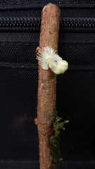 Clusiaceae