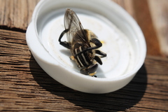 Orthoprosopa bilineata