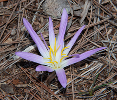 Colchicum filifolium
