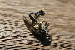 Orthoprosopa bilineata