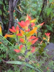 Castilleja integrifolia