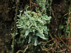 Cladonia subsquamosa