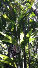 Dypsis procera