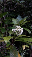 Gaertnera phyllosepala