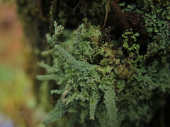 Cladonia subsquamosa