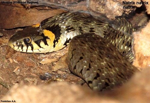 Photo of a Grass Snake (Natrix natrix)