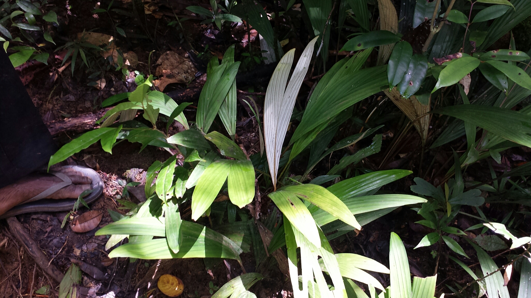 Dypsis acaulis