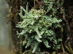 Cladonia subsquamosa
