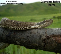 Gloydius halys