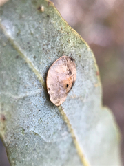 Paracraspis guadaloupensis