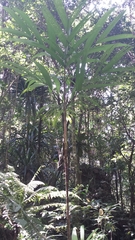 Dypsis procera