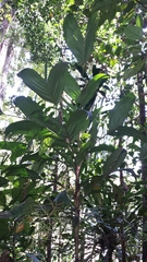 Dypsis forficifolia
