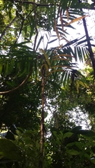 Dypsis