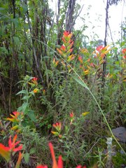 Castilleja integrifolia