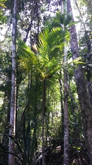 Dypsis dransfieldii