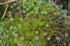 Rhodobryum