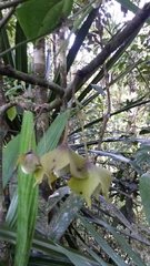 Diospyros megasepala